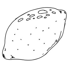 Lemon icon. Vector illustration lemon. Hand drawn lemon.
