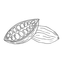 Cocoa beans. Cut fruit of cocoa tree. Vector illustration. Hand drawn cocoa beans.