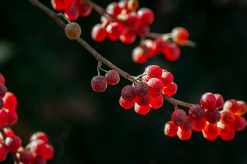 Red fruits of Elaeagnus umbellata against a background of green foliage of a tree or bush. Original berries as a beautiful natural background. Selective focus.