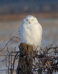 Male Snowy owl (Bubo scandiacus) perched on a wooden post at sunrise in winter in Ottawa, Canada
