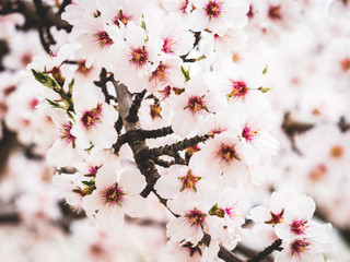 Flowering, fruit trees in flower in the region of Murcia among which are peach and almond trees.