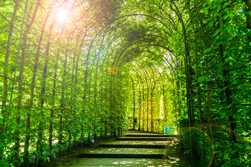Garden tunnel in the garden