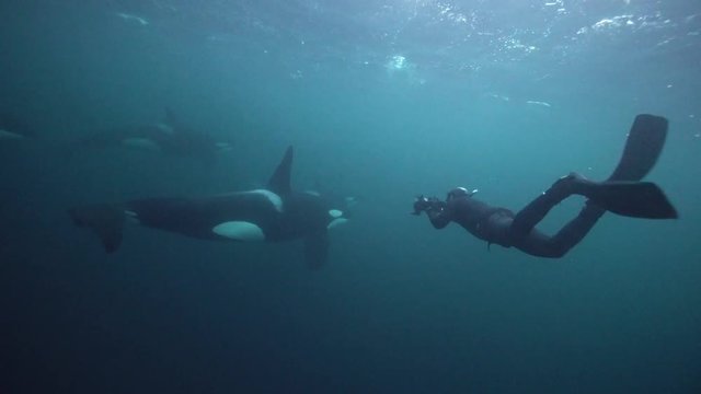 Orcas, killer whales hunting herrings in the fjords of northern Norway