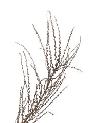 Dry grass with seeds isolated on white background © dule964