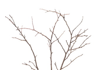 Fototapeta na wymiar Twigs isolated on white background, clipping path