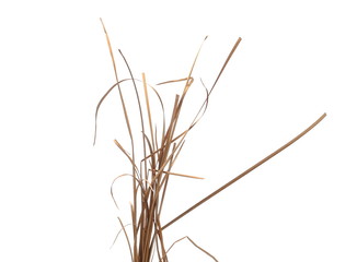 Dry cane reed leaves isolated on white background with clipping path