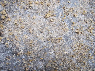 Poultry Farm, The Surface Texture of Cement Floors Which Spread By Chicken Food
