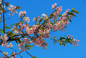 Blooming branch of apricot isolated on blue sky background