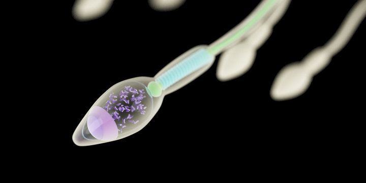 3d rendered medically accurate illustration of the sperm anatomy