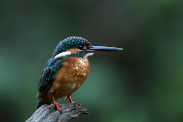 The common kingfisher also known as the Eurasian kingfisher, and river kingfisher, is a small kingfisher with seven subspecies recognized within its wide distribution across Eurasia and North Africa. 