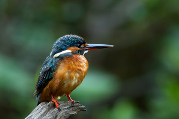 The common kingfisher also known as the Eurasian kingfisher, and river kingfisher, is a small kingfisher with seven subspecies recognized within its wide distribution across Eurasia and North Africa. 