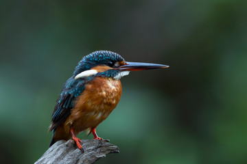 Fototapeta premium The common kingfisher also known as the Eurasian kingfisher, and river kingfisher, is a small kingfisher with seven subspecies recognized within its wide distribution across Eurasia and North Africa. 