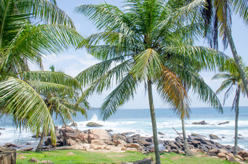 Fototapeta na wymiar landscape the cape Dondra in Sri Lanka with palm trees a background the Indian Ocean