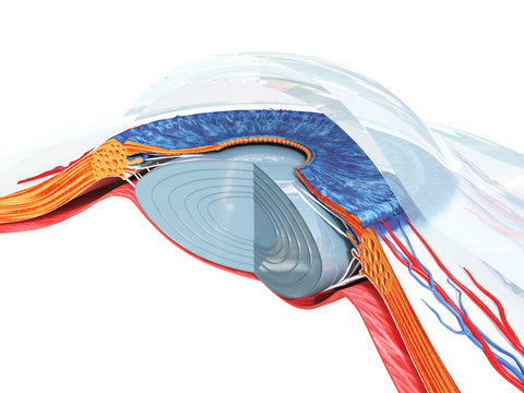 3d rendered medically accurate illustration of the eye anatomy