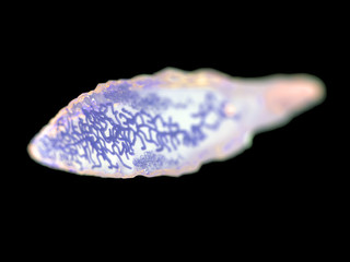 3d rendered medically accurate illustration of a liver fluke