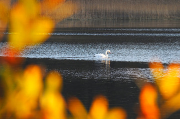 White swans on a colorful lake © mikhailgrytsiv