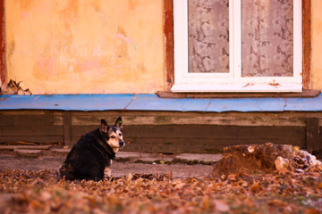 A black and white street stray dog sits on a layer of foliage next to an old orange building