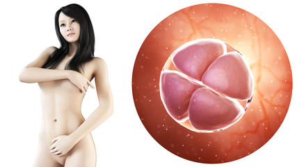 medically illustration of an asian, pregnant woman - 4 cell stage
