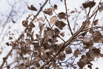 Dead Leaves on Tree Branches