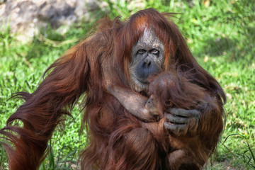 Careful mother takes care of the young, Sumatran Orangutan, Pongo abelii