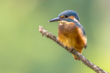 European Kingfisher perched on stick