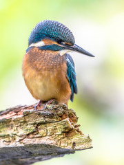 European Kingfisher looking down