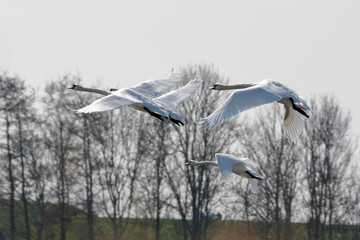 Fliegende Schwäne