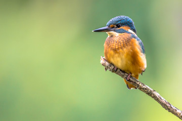 European Kingfisher perched on stick
