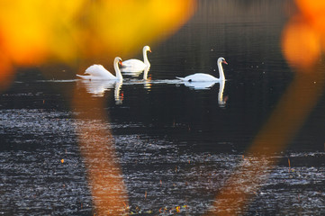 White swans on a colorful lake © mikhailgrytsiv