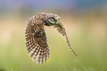 Little Owl flying on blurred background