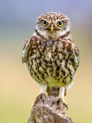 Little Owl perched on log