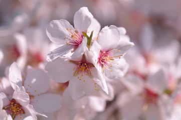almond tree blossom