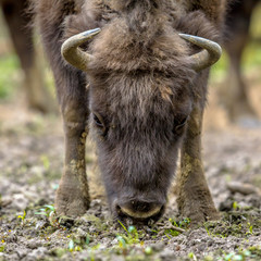 Grazing Wisent