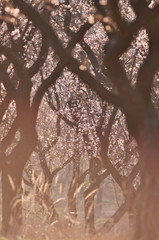 orchard in spring flowering