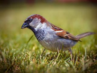 Male house sparrow in grass