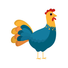 Rooster farm bird with a bright feather.