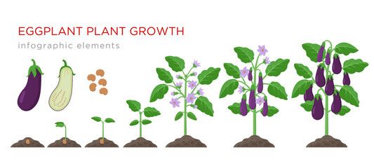Eggplant growing process from seed to ripe vegetables on plants isolated on white background. Eggplant growth stages, plant life cycle infographic elements in flat design.