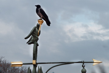crow in the Peter and Paul Fortress in St. Petersburg