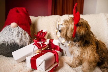 Lovely, cute puppy with reindeer antlers obediently sitting next to Christmas presents, gift boxes with red ribbons on white, fluffy, cozy blanket. Glowing reindeer decoration and fairy lights.