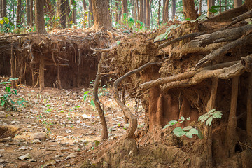Fototapeta premium old tree roots and trunk