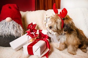 Lovely, cute puppy with reindeer antlers obediently sitting next to Christmas presents, gift boxes with red ribbons on white, fluffy, cozy blanket. Glowing reindeer decoration and fairy lights.