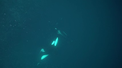Orcas, killer whales hunting herrings in the fjords of northern Norway