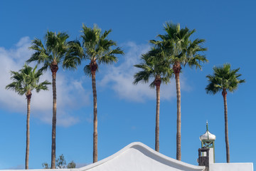 Canary Island Date Palm Tree