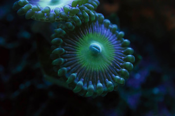 blur blue and green round corals in black background