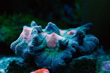 blur rainbow coral in dark background