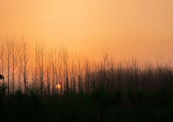 Fototapeta na wymiar Sunset behind trees