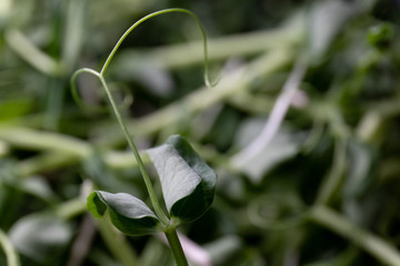 plant isolated on black background