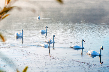 White swans on a colorful lake © mikhailgrytsiv