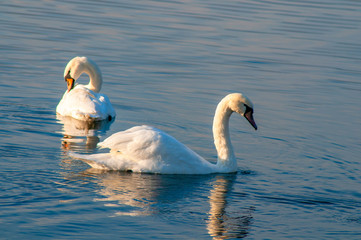 White swans on a colorful lake © mikhailgrytsiv