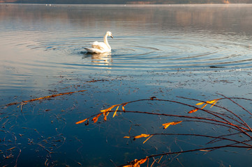 White swans on a colorful lake © mikhailgrytsiv